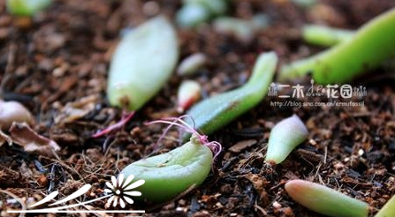 多肉植物叶插的后期养护