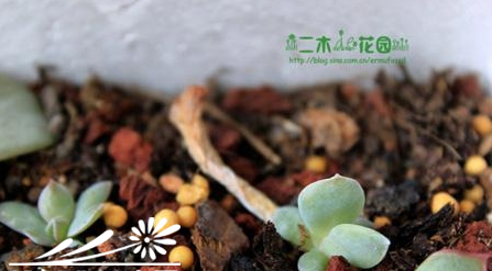 多肉植物叶插的后期养护