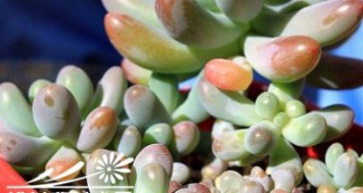 如何能让多肉植物们更漂亮（图文）