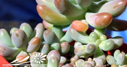 如何能让多肉植物们更漂亮