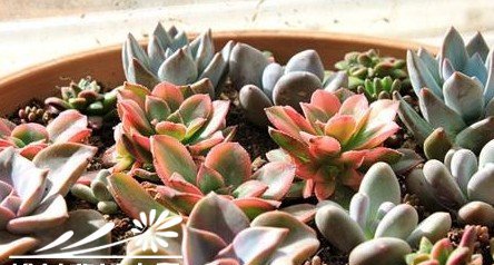 如何能让多肉植物们更漂亮