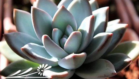 如何能让多肉植物们更漂亮