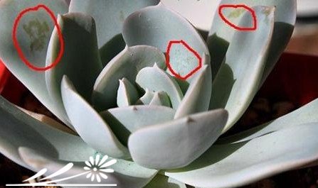 如何能让多肉植物们更漂亮