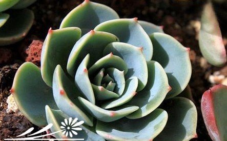 如何能让多肉植物们更漂亮