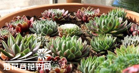 如何能让多肉植物们更漂亮