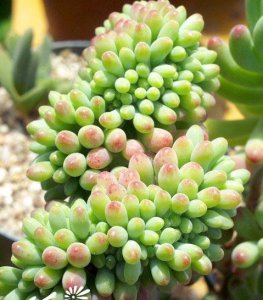 多肉类植物的繁殖方法介绍 《多肉类植物繁殖方法全知晓》