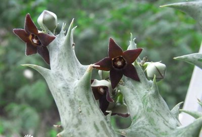 紫龙角（Caralluma hesperidum）基本养护方法