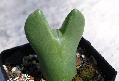 多肉植物少将（Conophytumbilobum）的基本养护方法