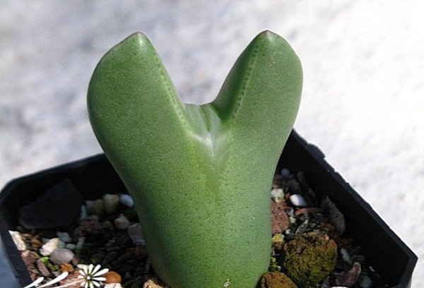 多肉植物少将