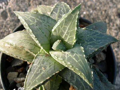 龙鳞（Haworthia tesselata）基本养护