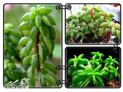 斧叶椒草Peperomia dolabriformis基本养护篇