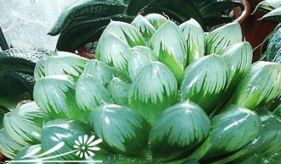 浅谈空气湿度对仙肉植物影响 《简析空气湿度对仙肉植物的影响》