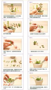 《图说景天科植物徒长的管理》 管理徒长的景天科植物（图说）