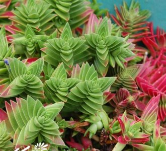 茜之塔Crassula corymbulosa基本养护篇