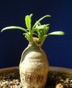 天马空（Pachypodium succulentum）基本养护