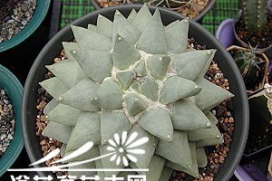 仙人掌科岩牡丹属植物种植知识 《岩牡丹属仙人掌植物种植要点》