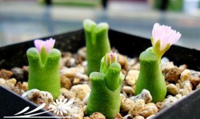 浅谈施肥对多肉植物生长的影响 《施肥对多肉植物生长影响浅谈》