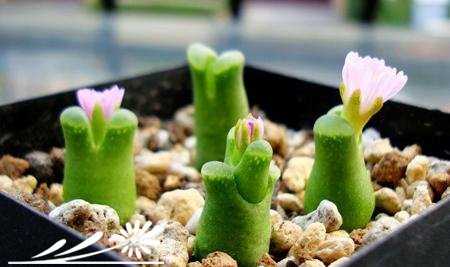 浅谈施肥对多肉植物生长的影响