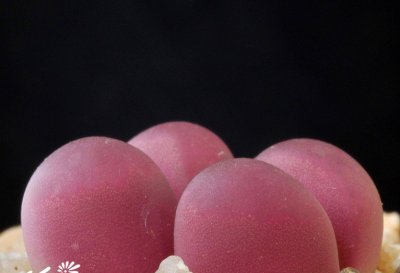 红大内玉Lithops optica‘Rubra’基本养护篇