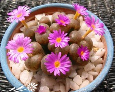 生石花的夏季栽培管理 《生石花夏季栽培管理要点》