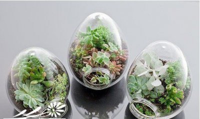 如何判断“多肉植物”已进入休眠？