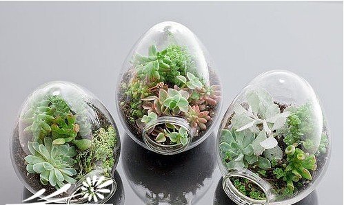 如何判断“多肉植物”已进入休眠？
