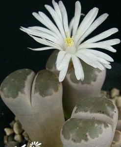 生石花（Lithops）的播种繁殖