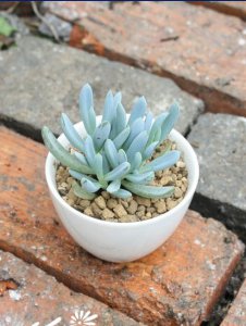 蓝松（Senecio serpens）的养护方法