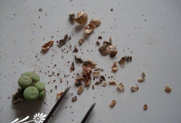 番杏的分株繁殖