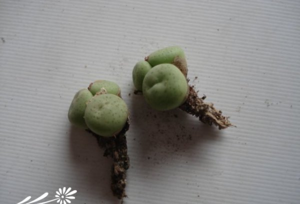 番杏的分株繁殖