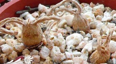 碧光环Monilaria obconica养护经验（图解）
