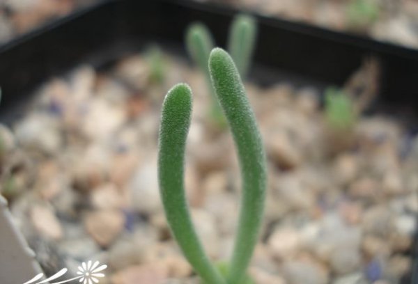 碧光环Monilaria