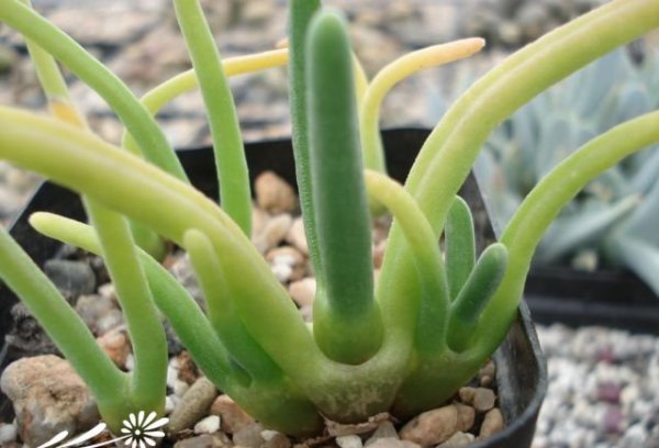 碧光环Monilaria