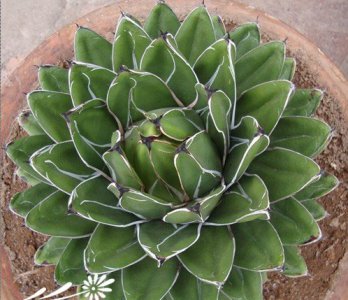 鬼脚掌Agave victoriaae-reginae基本养护篇