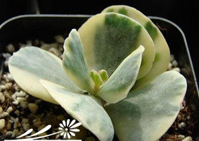 旭波之光Cotyledon.undulata’Hybrid’基本养护篇