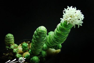 玉椿Crassula barklyi（Crassula teres）基本养护篇