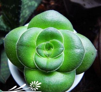 巴Crassula..hemisphaerica基本养护篇