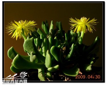 快刀乱麻（Rhombophyllum nelii）基本养护篇