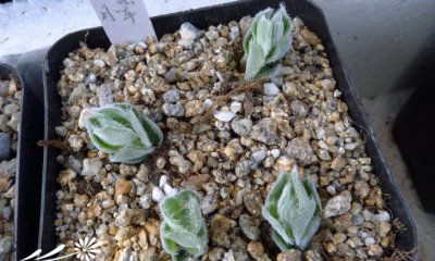 月晕Crassula tomentosa基本养护篇