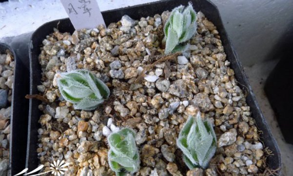 月晕Crassula