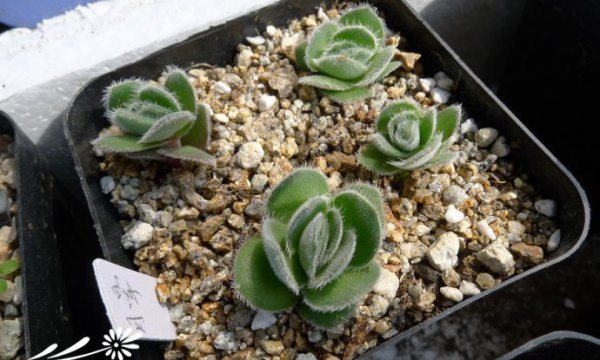 月晕Crassula