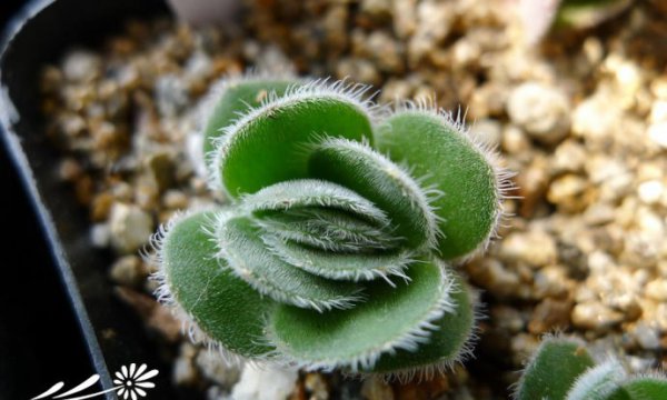 月晕Crassula
