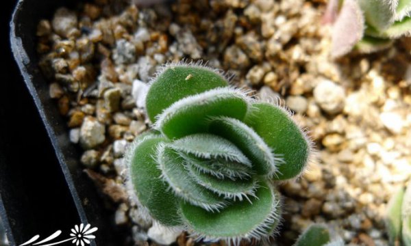 月晕Crassula