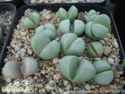 金铃Argyroderma delaetii养护知识