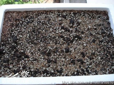 魔南景天（Monanthes brachycaulon）的繁殖方法