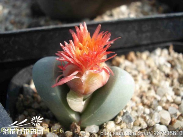 金铃Argyroderma