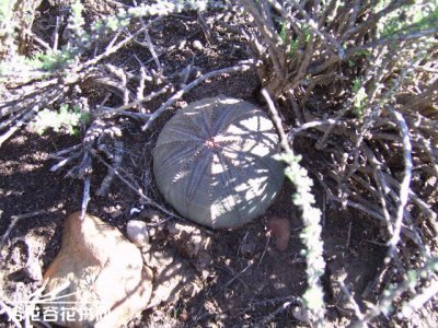 布纹球（Euphorbia obesa）基本养护知识