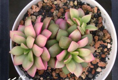 春梦殿锦Anacampseros rufescens‘Sunrise’基本养护