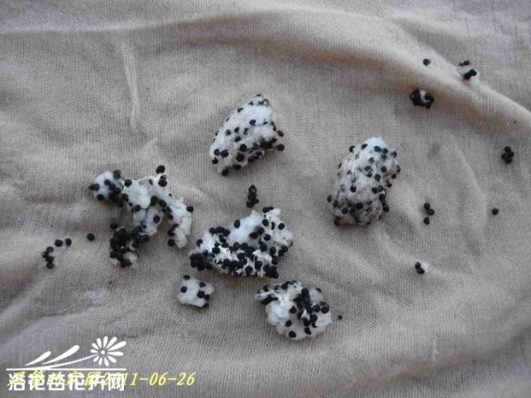 如何收获仙人球的种子