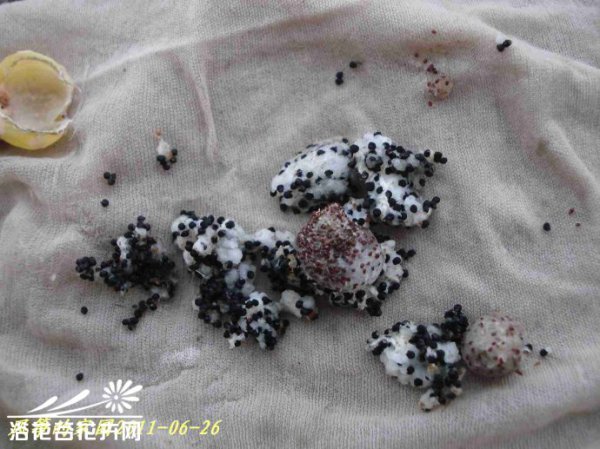 如何收获仙人球的种子